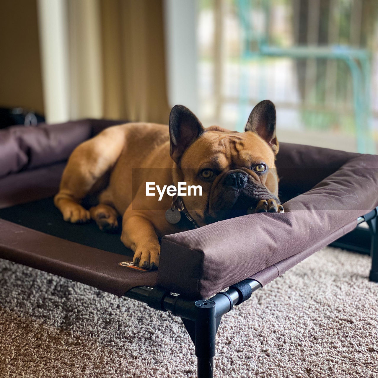 Portrait of dog sitting on sofa at home