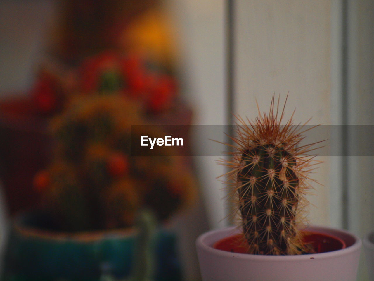 CLOSE-UP OF CACTUS FLOWER POT