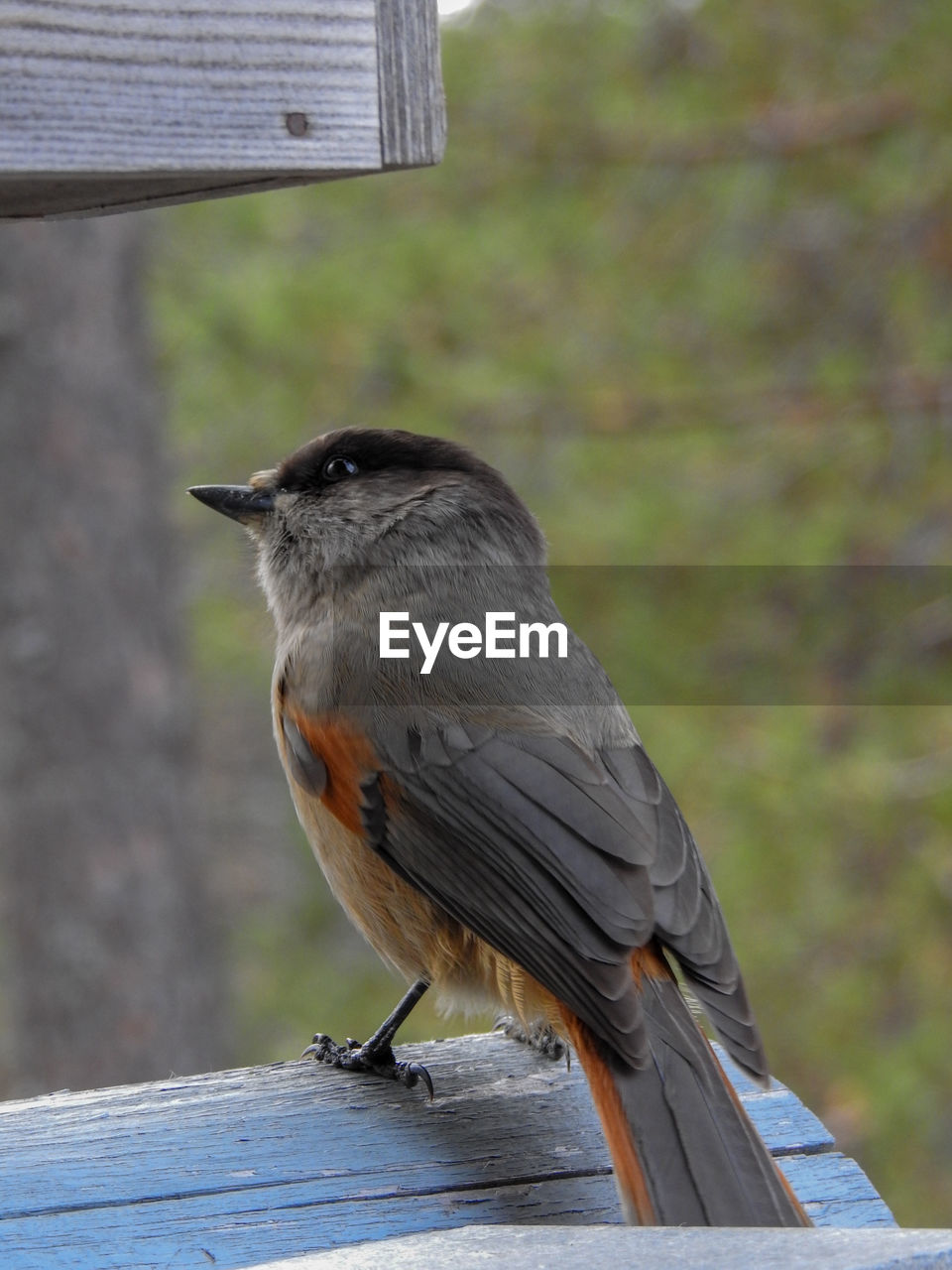 Close-up of bird perching on wooden bench