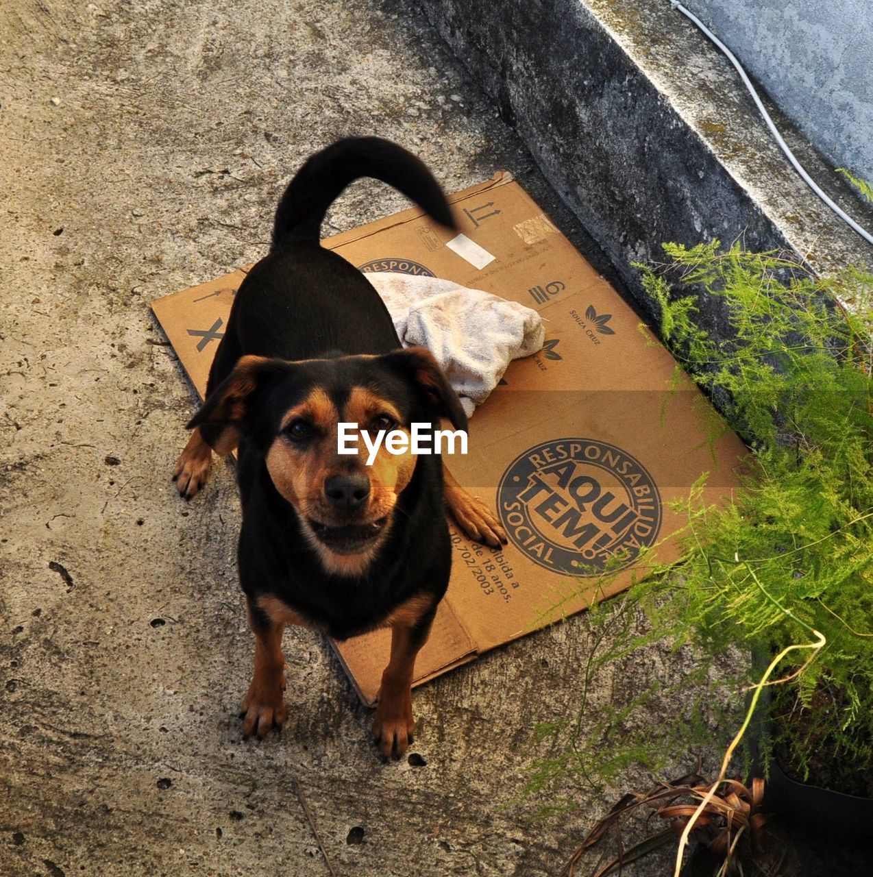 PORTRAIT OF DOG ON GROUND