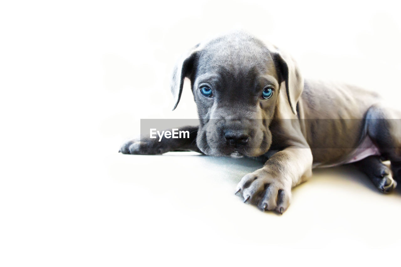 Gray cane corso puppy lying down, isolated on white background