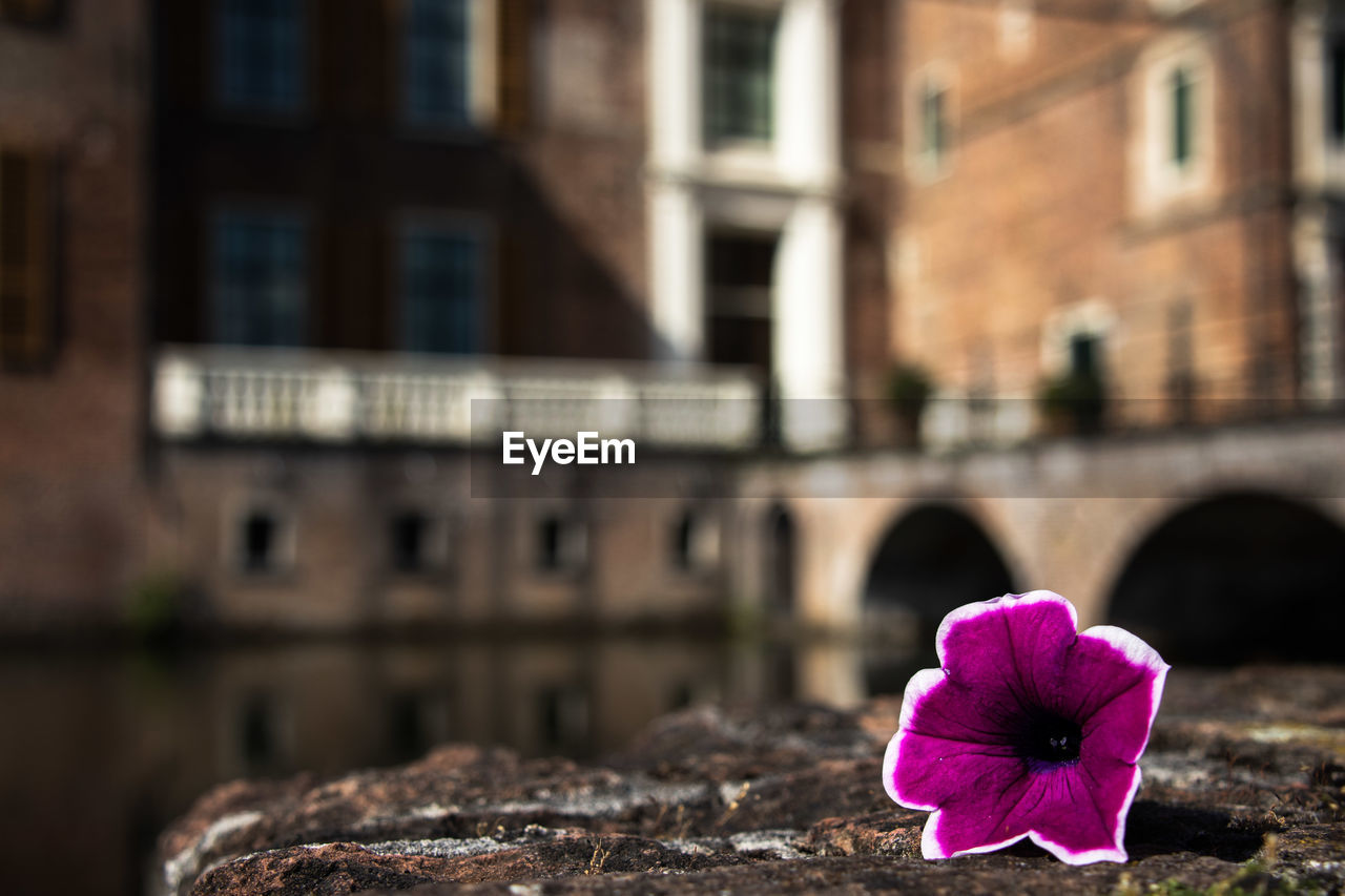 Close-up of pink flowering plant against building