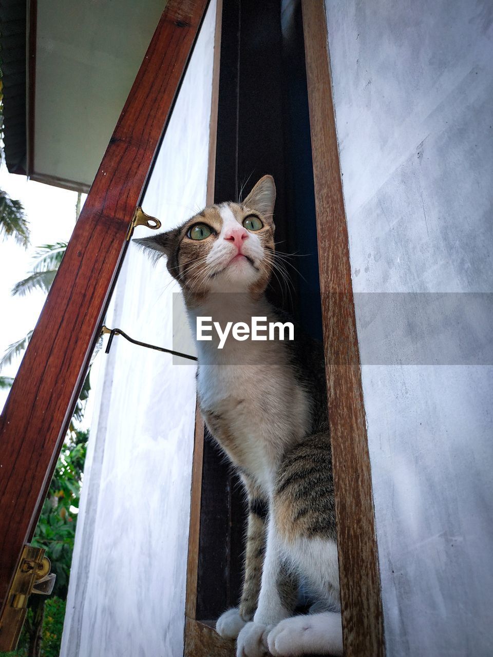 LOW ANGLE VIEW OF CAT LOOKING AT WINDOW