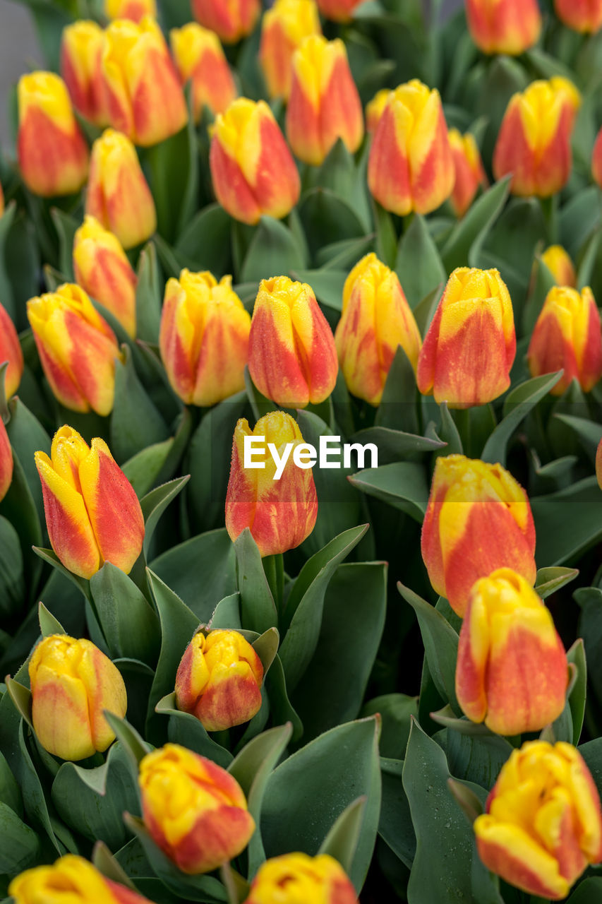 FULL FRAME SHOT OF ORANGE TULIPS