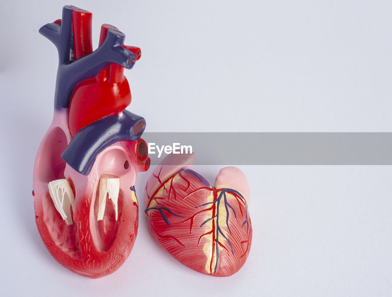 Close-up of human internal organs model against white background