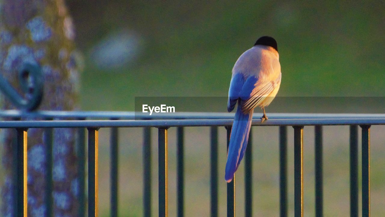 CLOSE-UP OF BIRD PERCHING ON RAILING AGAINST BLURRED BACKGROUND