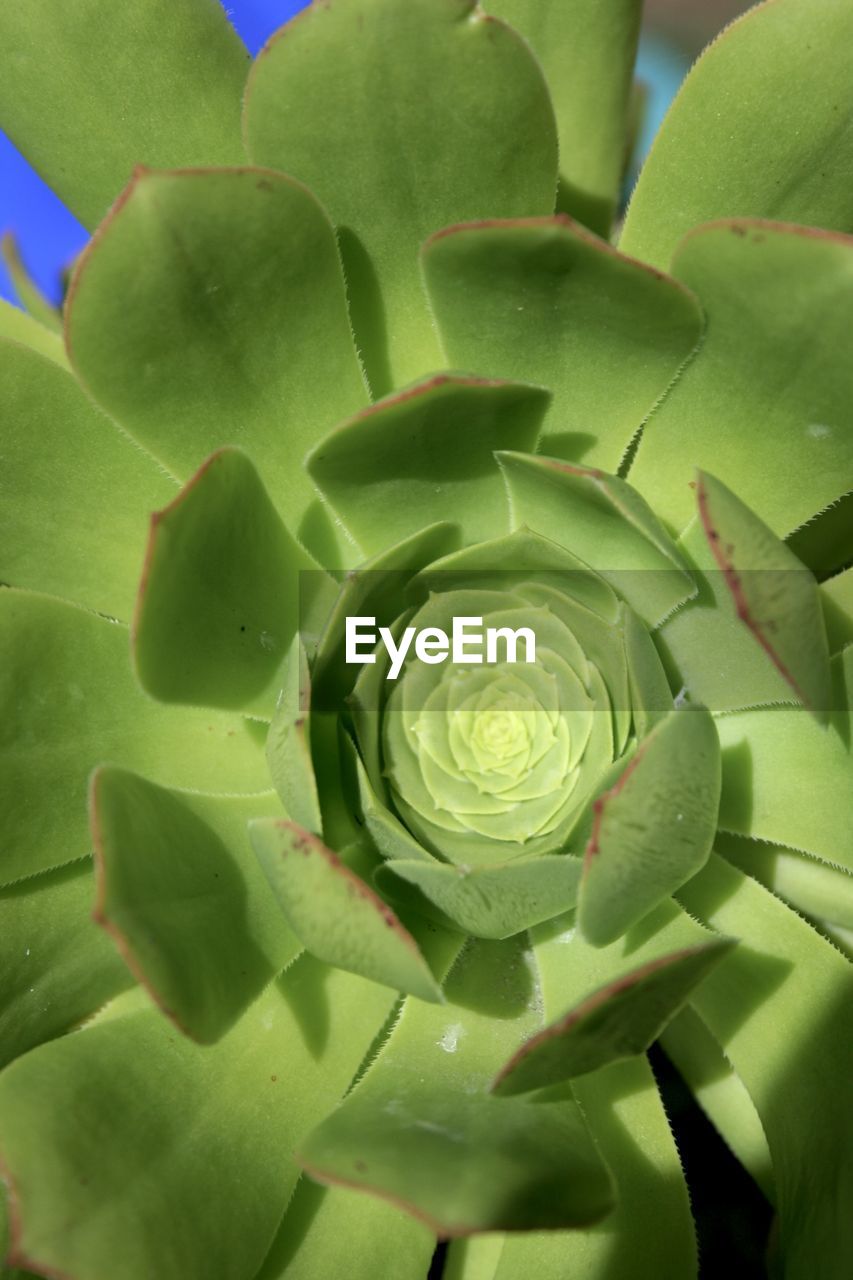 Close-up of succulent plant