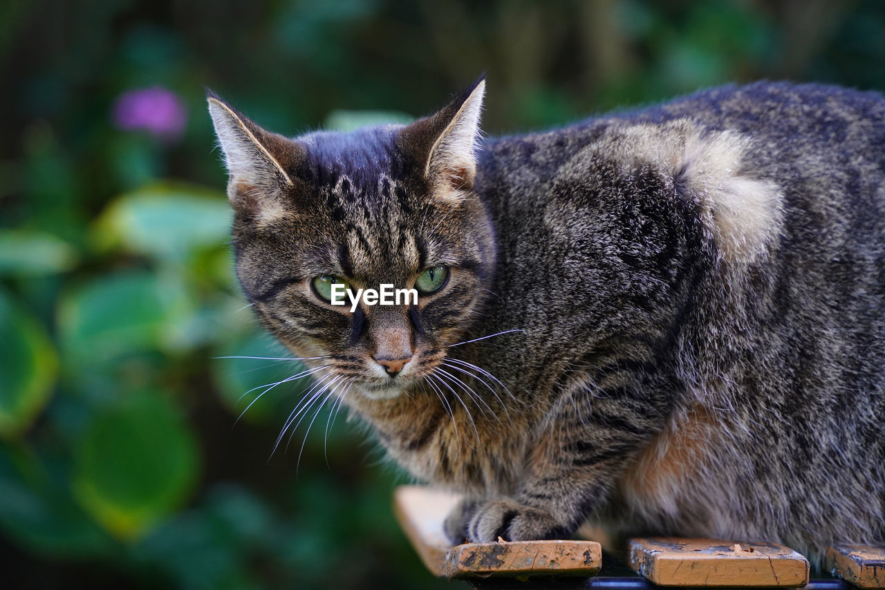 CLOSE-UP PORTRAIT OF CAT