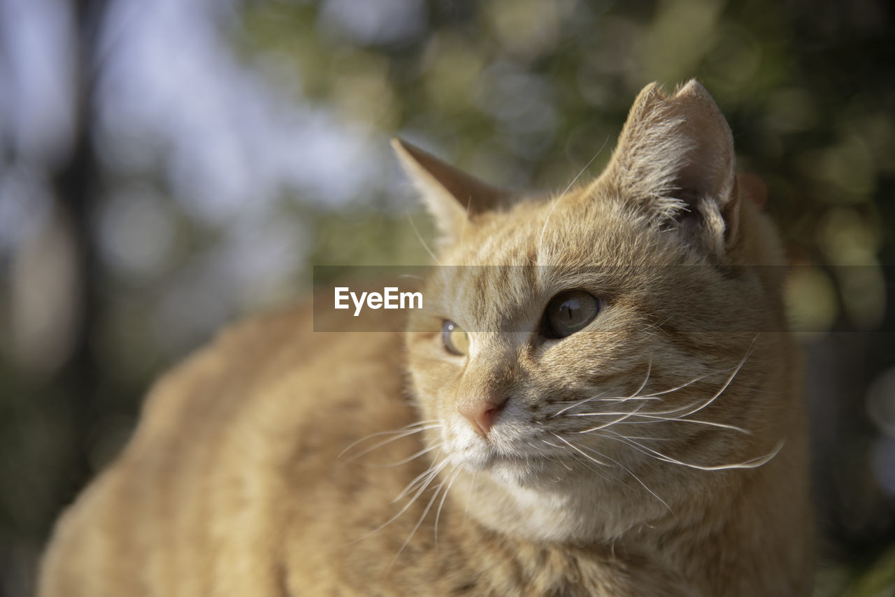 Close up kawaii ear-tipping red tabby cat sakura-neko in nature.