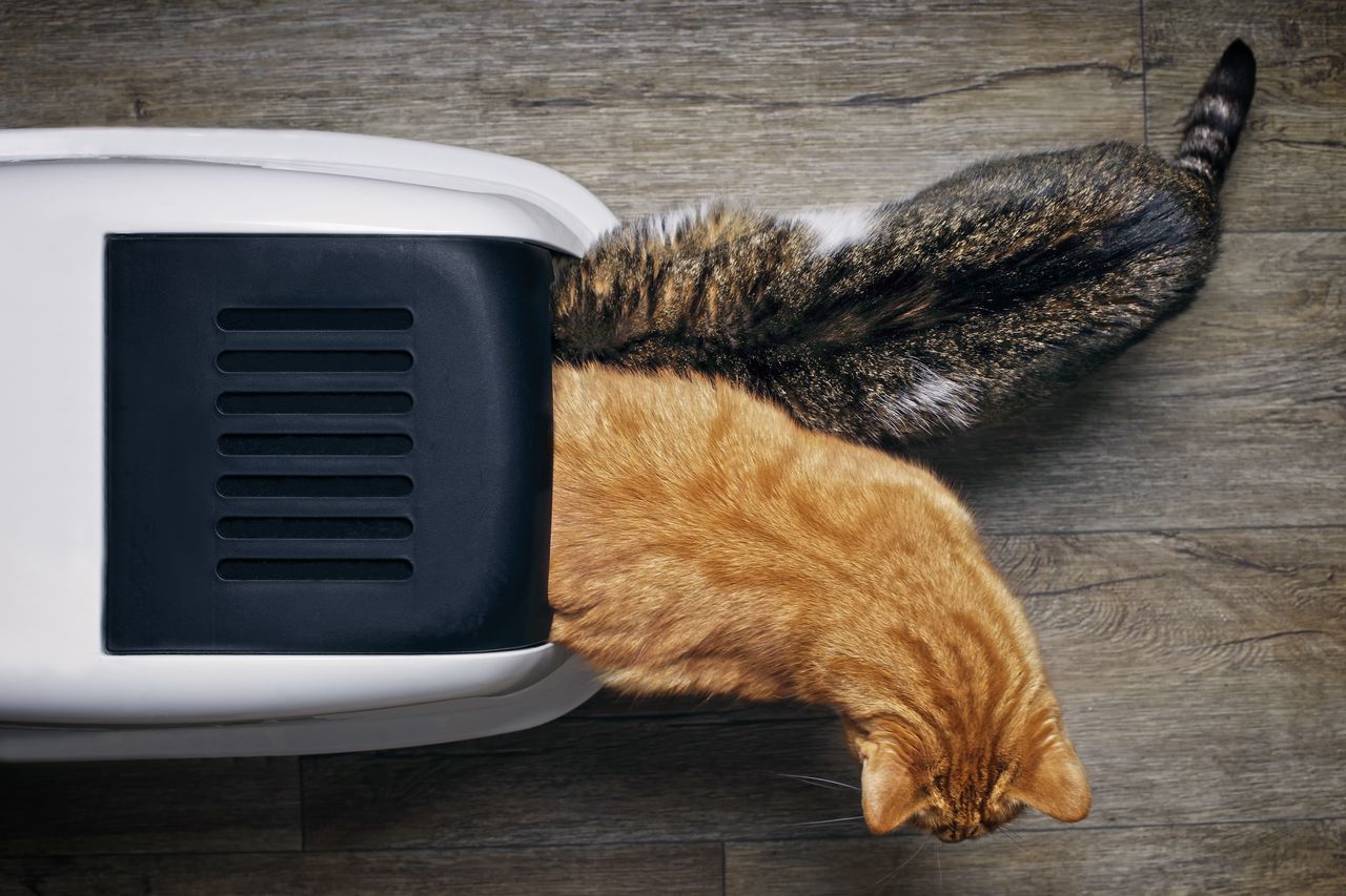 Directly above shot of cats with pet carrier in floor