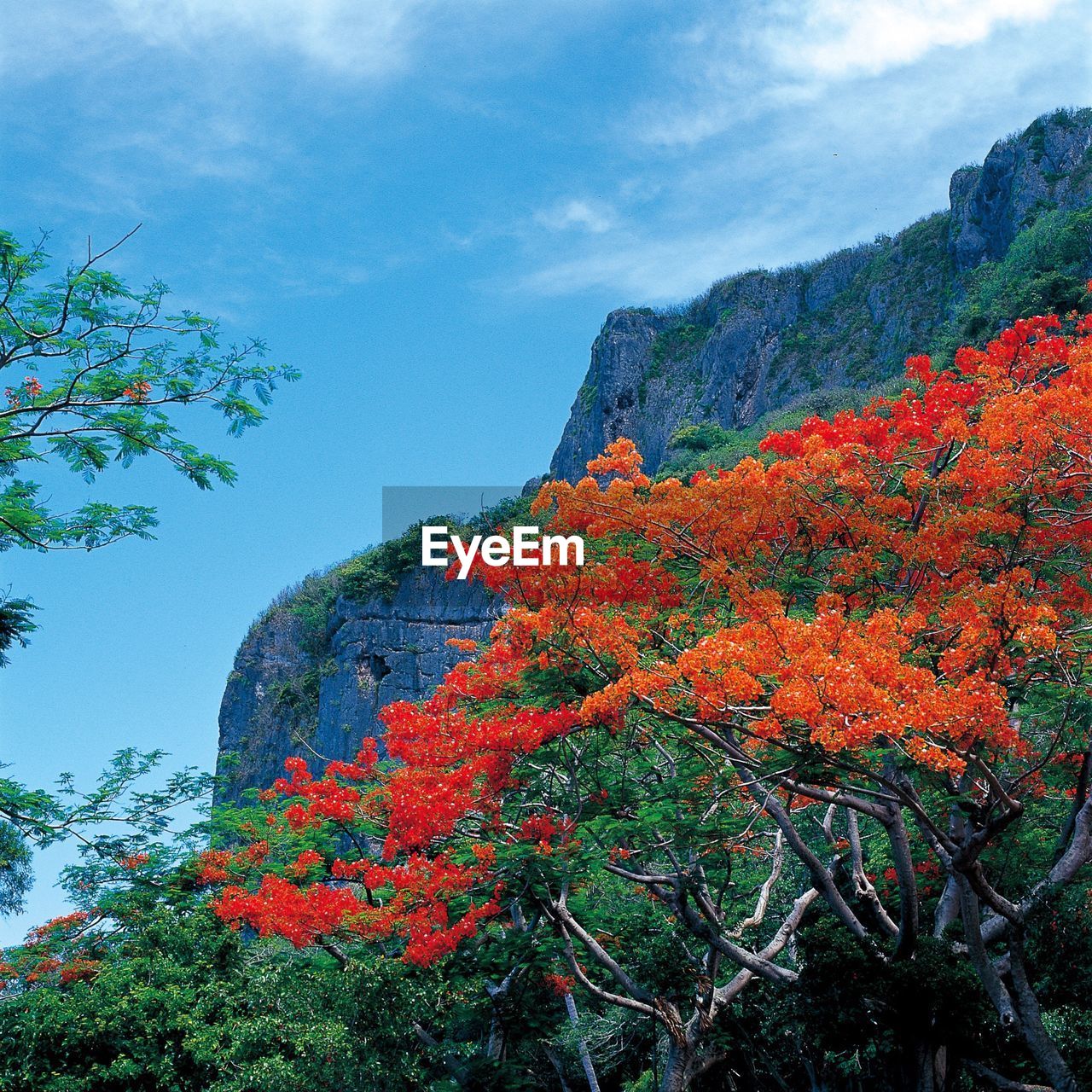 CLOSE-UP OF FLOWERS ON TREE