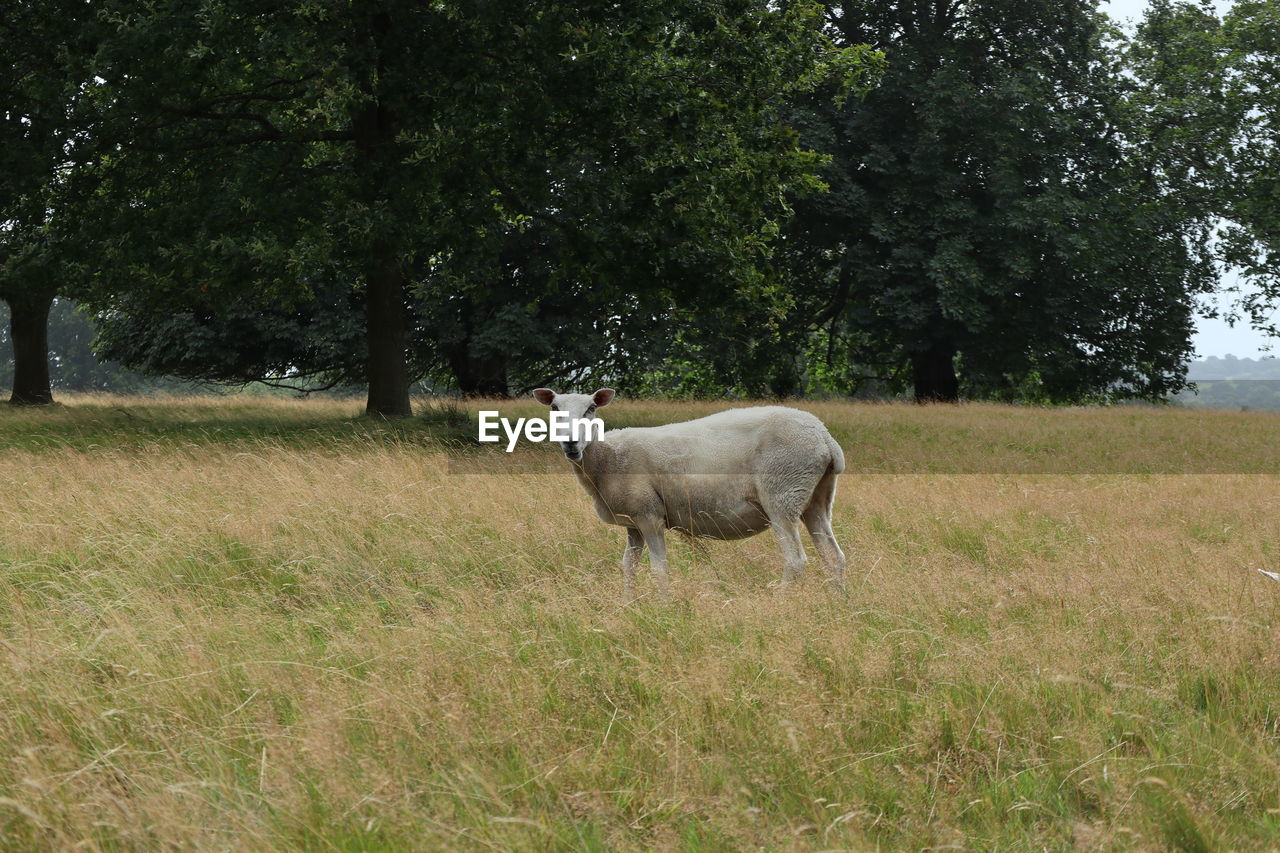 Sheep standing in a field