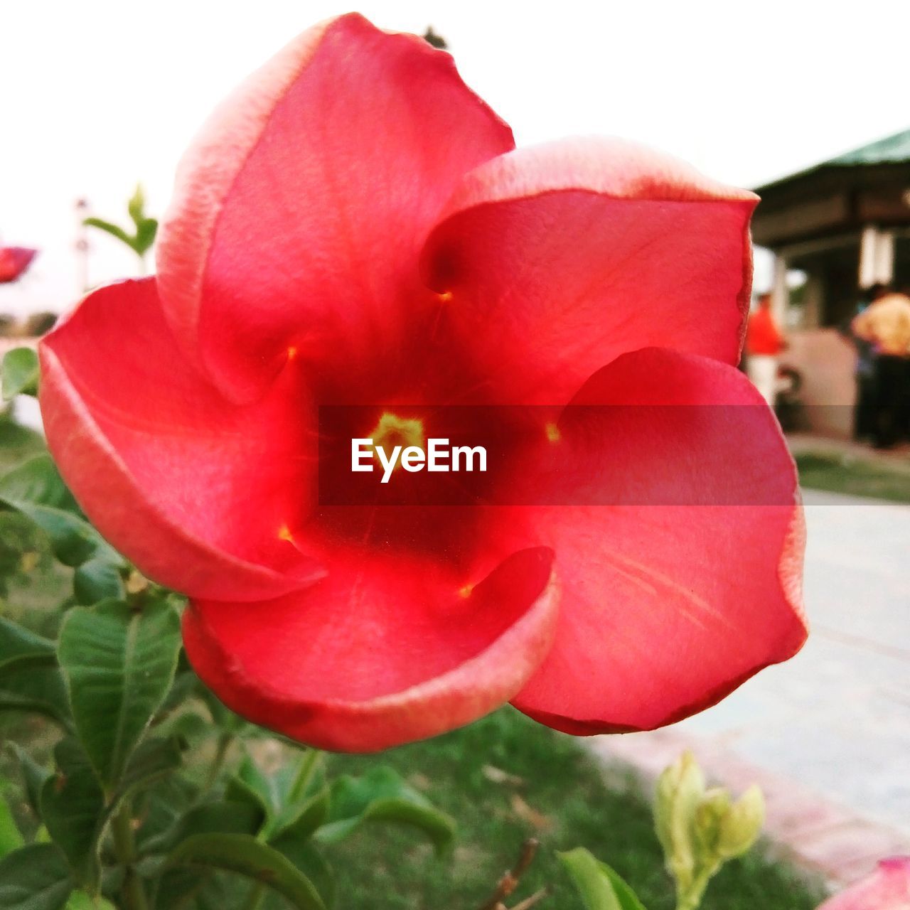 CLOSE-UP OF HIBISCUS BLOOMING OUTDOORS