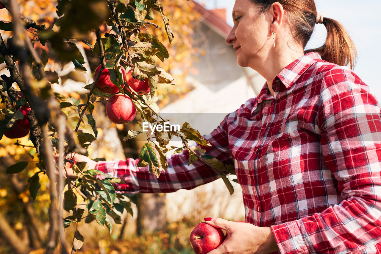 Woman picking ripe apples on farm. farmer grabbing apples from tree in orchard. fresh healthy fruits