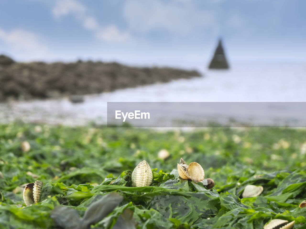 Mussel shells on alluvial seaweed in front of a blurred background with a view of a stone wall.