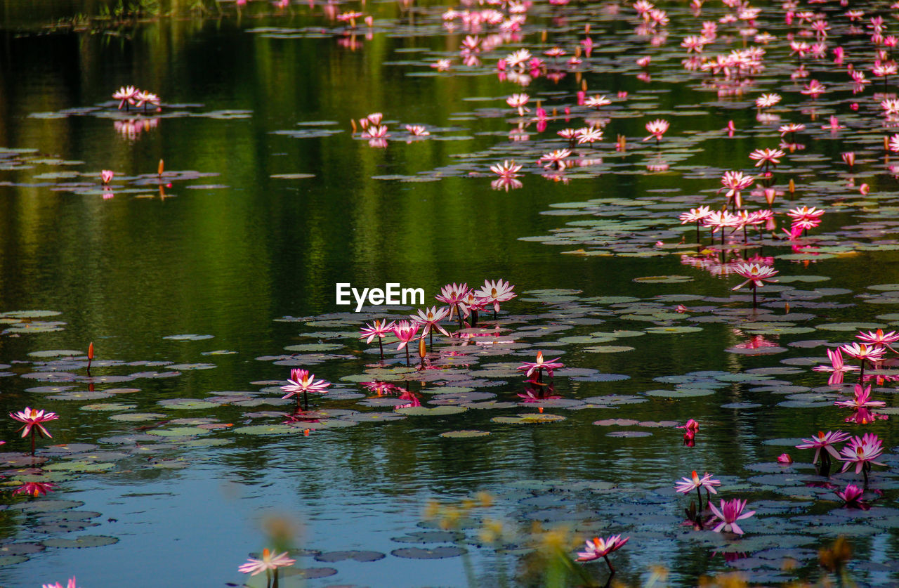 LOTUS WATER LILY FLOATING ON LAKE