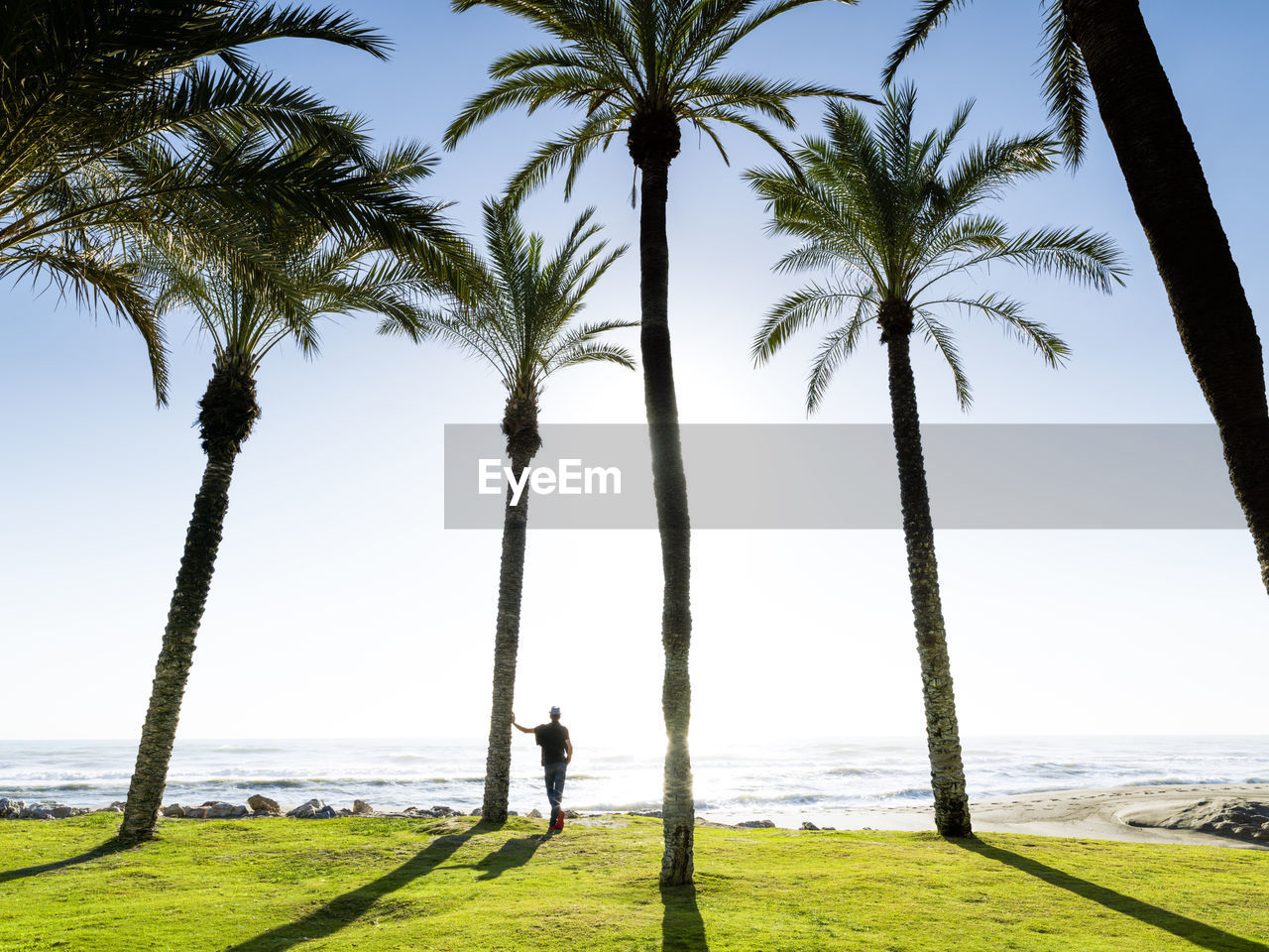 Lord contemplating the sea between palm trees on the beach of pl