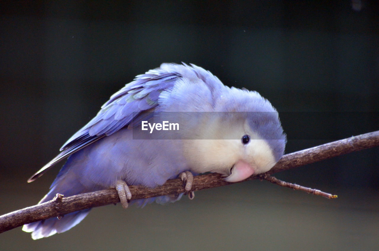 Close-up of purple bird perching on branch