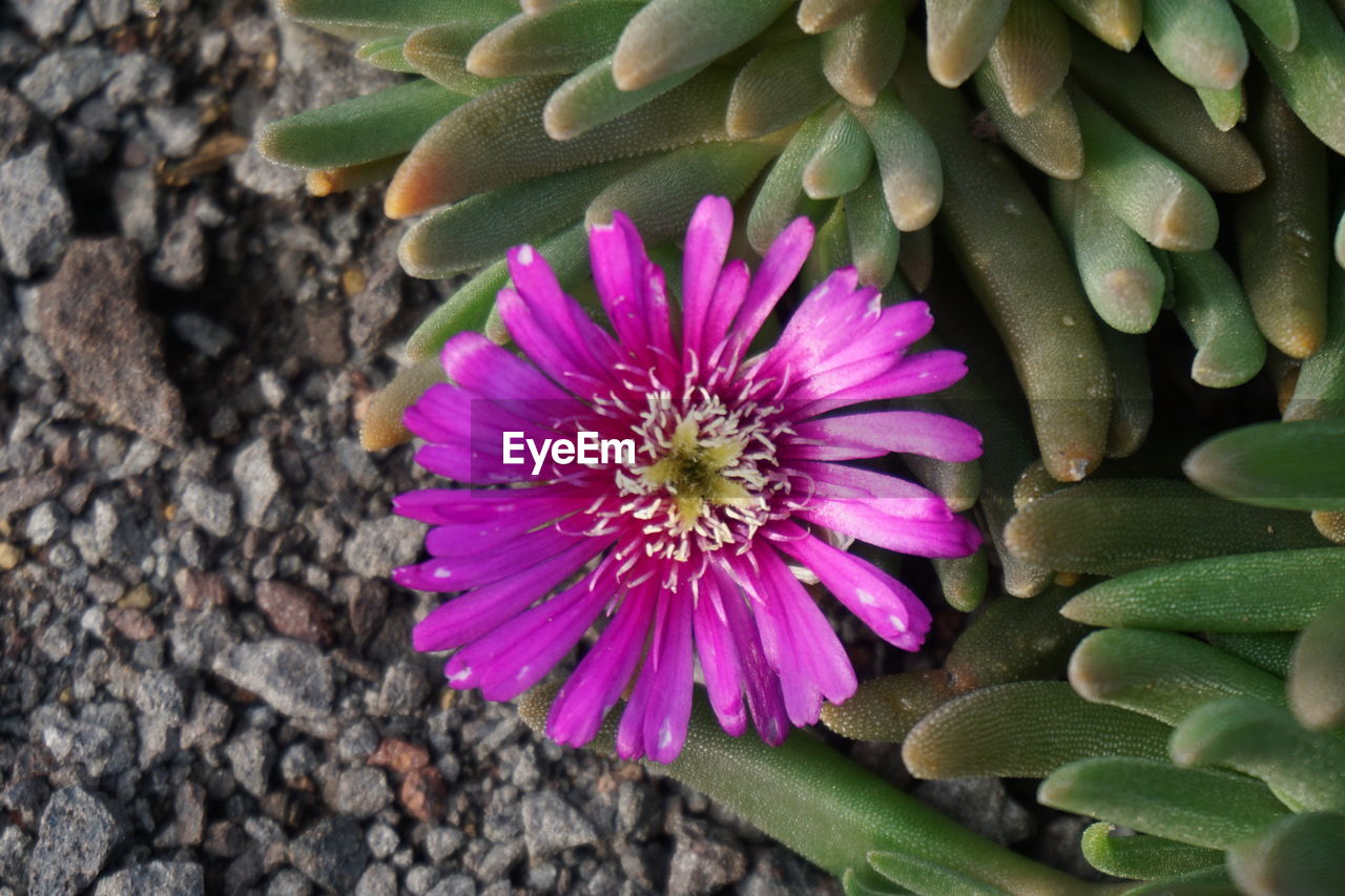 CLOSE-UP OF FLOWER BLOOMING