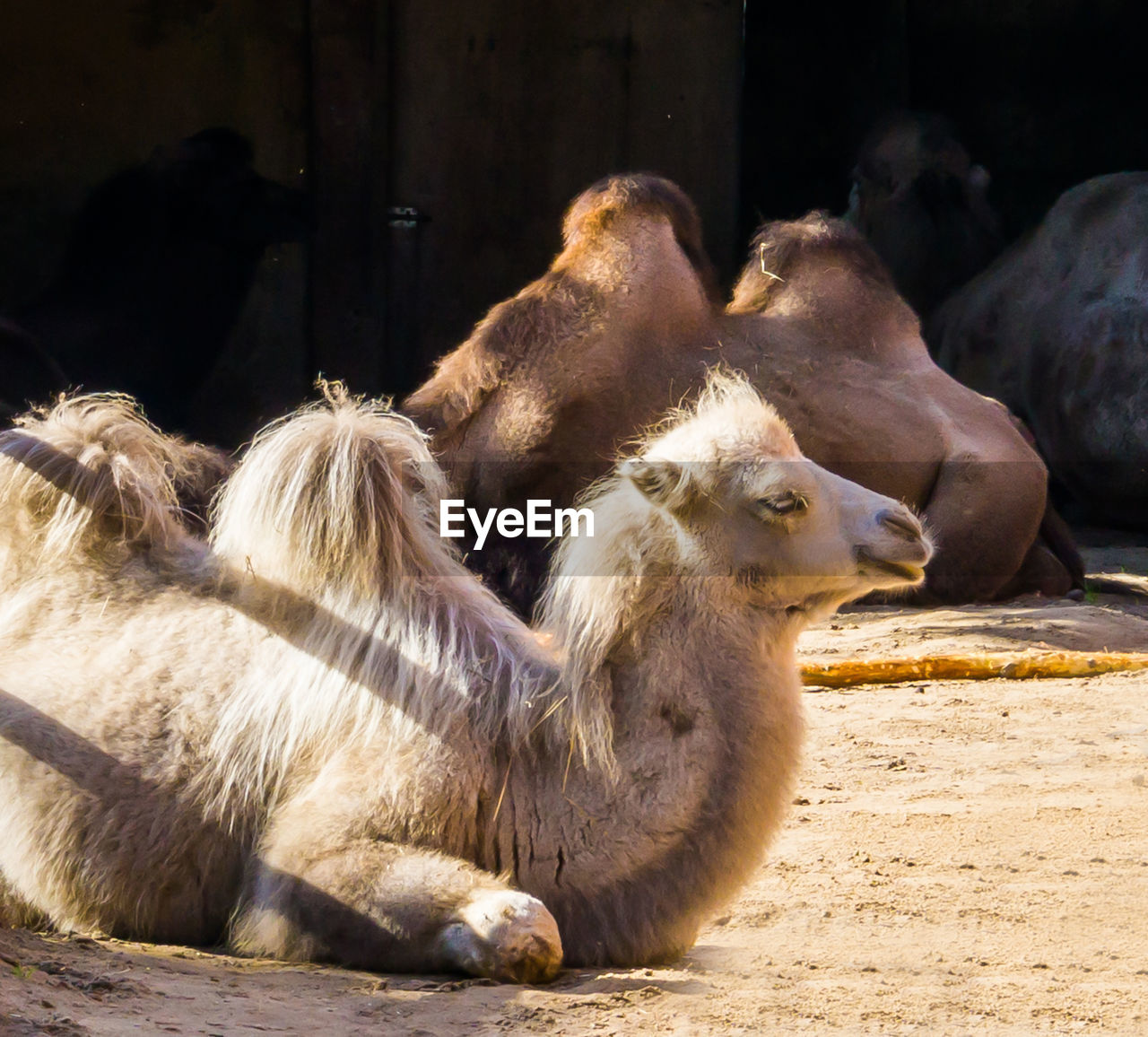 SHEEP RELAXING IN A ZOO