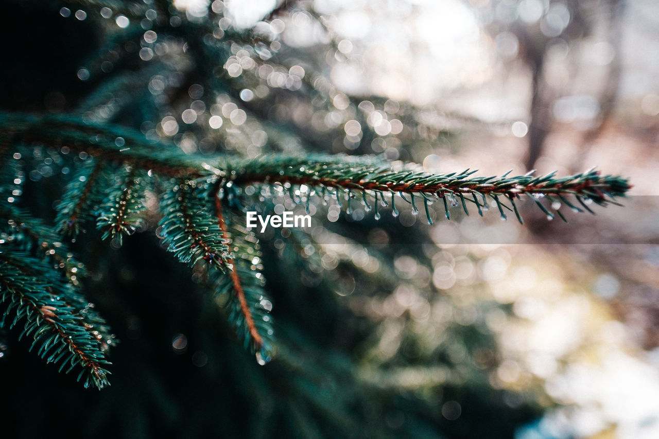 Close-up of droplets on branch