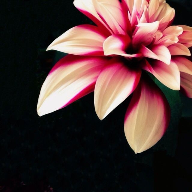 CLOSE-UP OF PINK FLOWERS BLOOMING AGAINST BLACK BACKGROUND