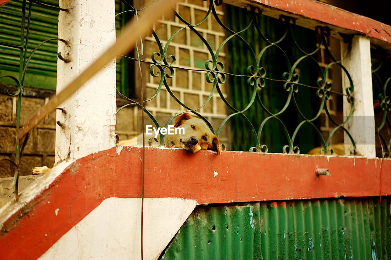 Dog by railing