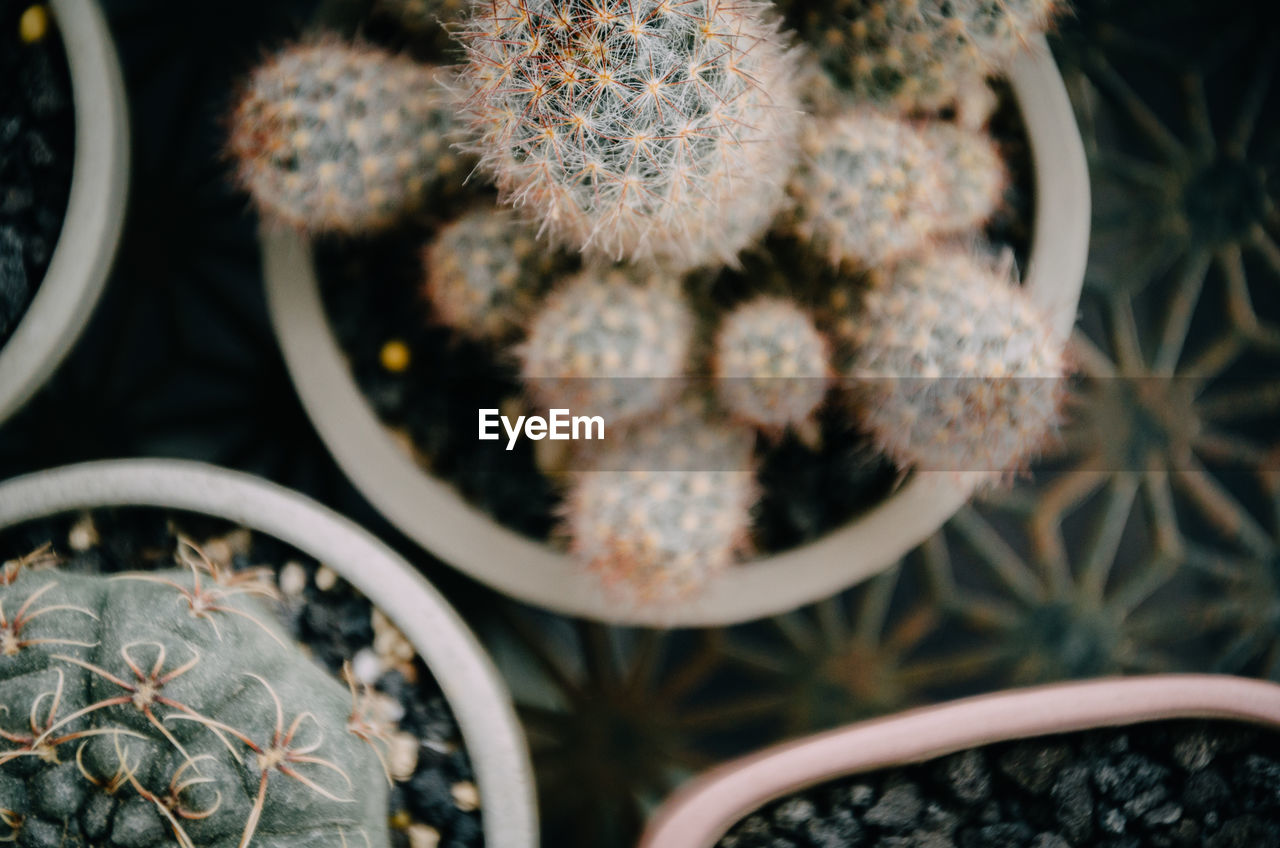 HIGH ANGLE VIEW OF SUCCULENT PLANT