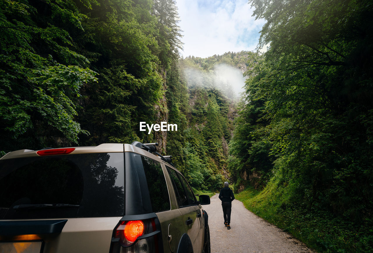 Rear view of man and car on canyon road amidst trees in forest