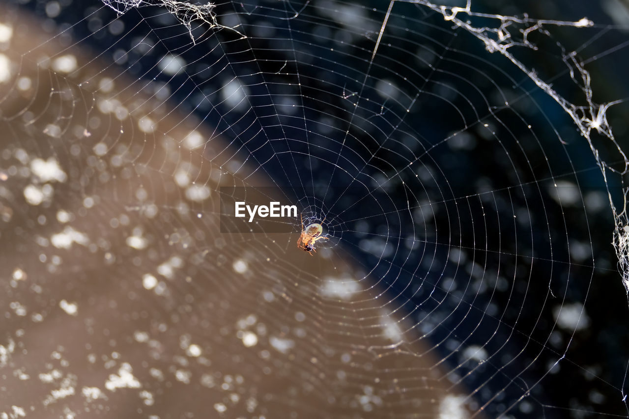 Motionless spider sits in the center of thin round spider web on blur background close up