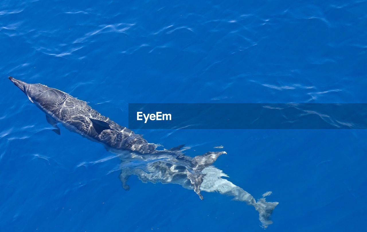 High angle view of fish swimming in sea