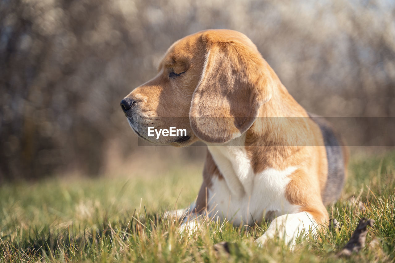 DOG LOOKING AWAY ON GRASS