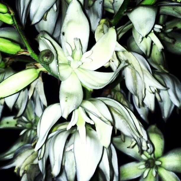 FULL FRAME SHOT OF WHITE FLOWERS