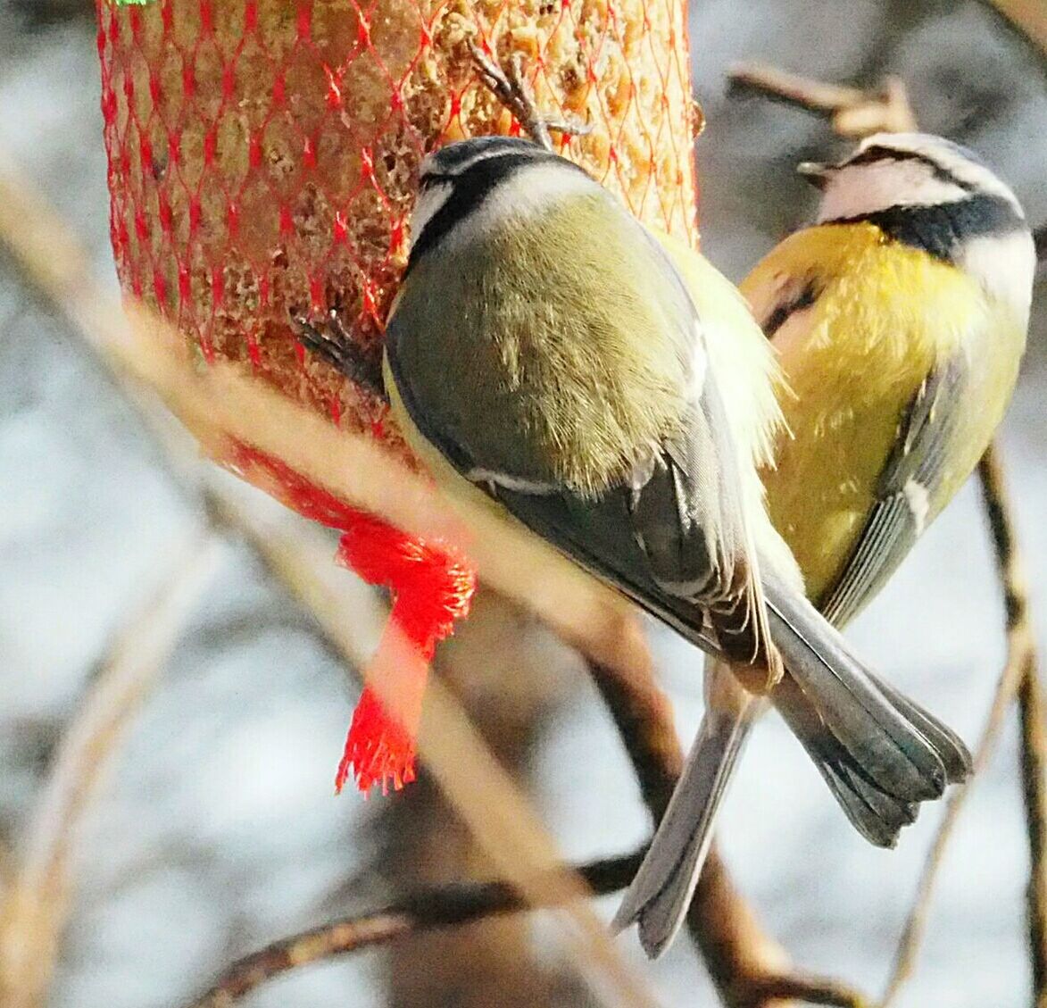 CLOSE-UP OF BIRD PERCHING ON FEEDER