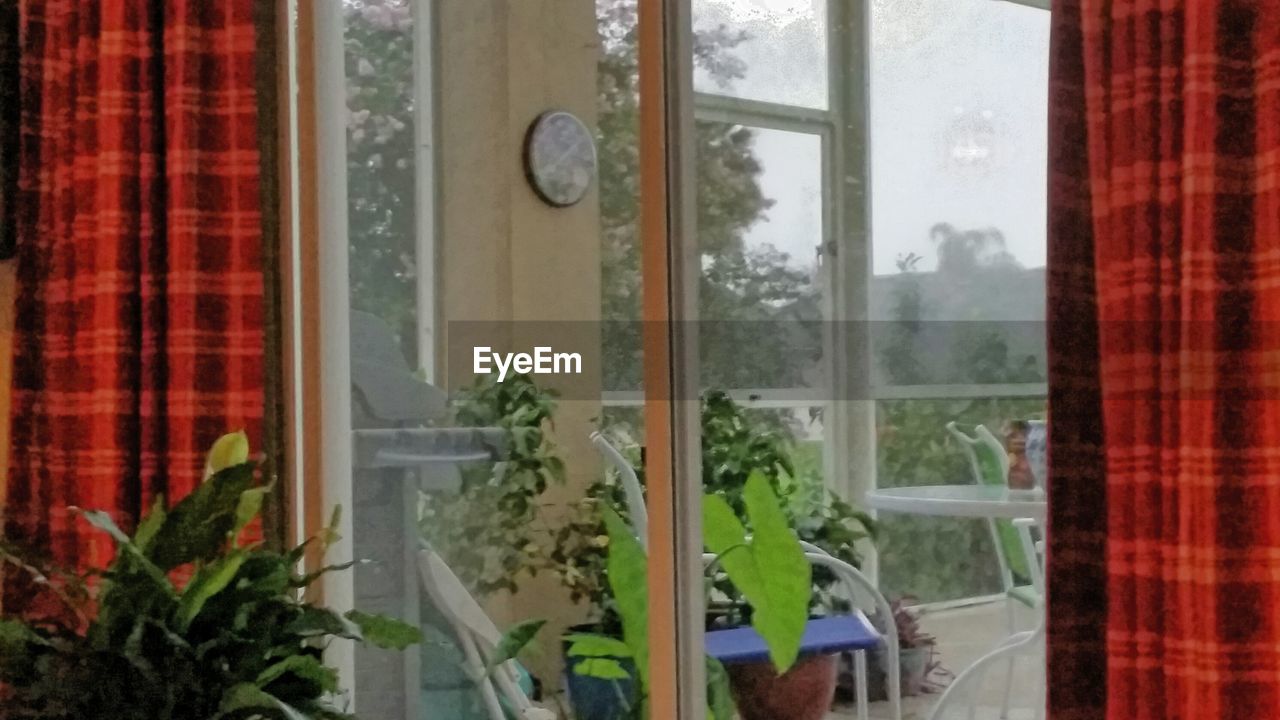 PLANT SEEN THROUGH WINDOW