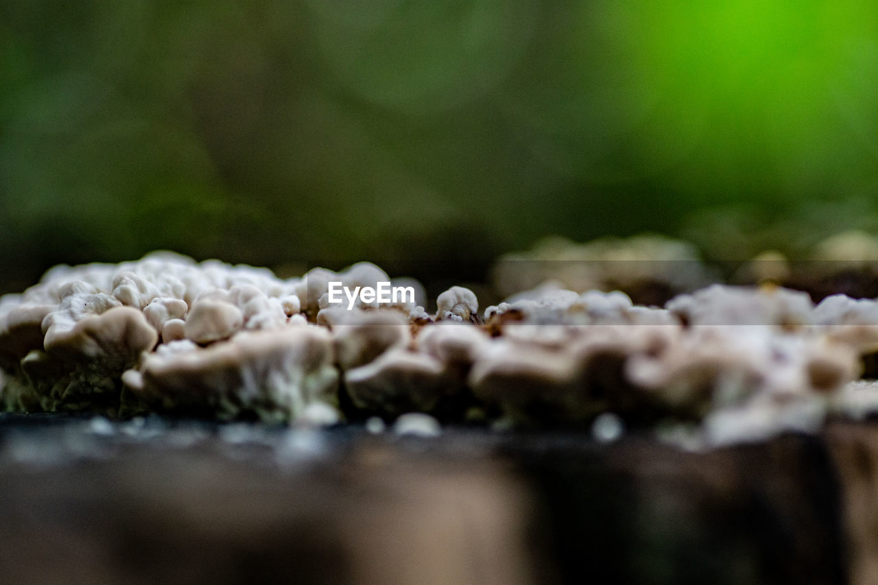 Close-up of white fungi on a tree stump