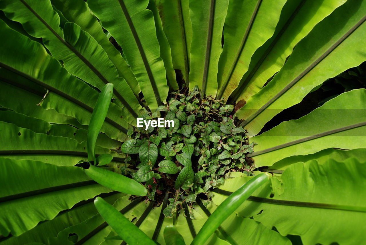 Full frame shot of green plant