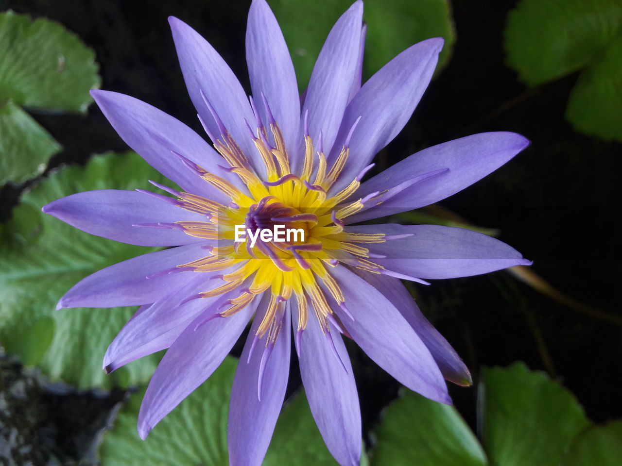 Close-up of purple flower