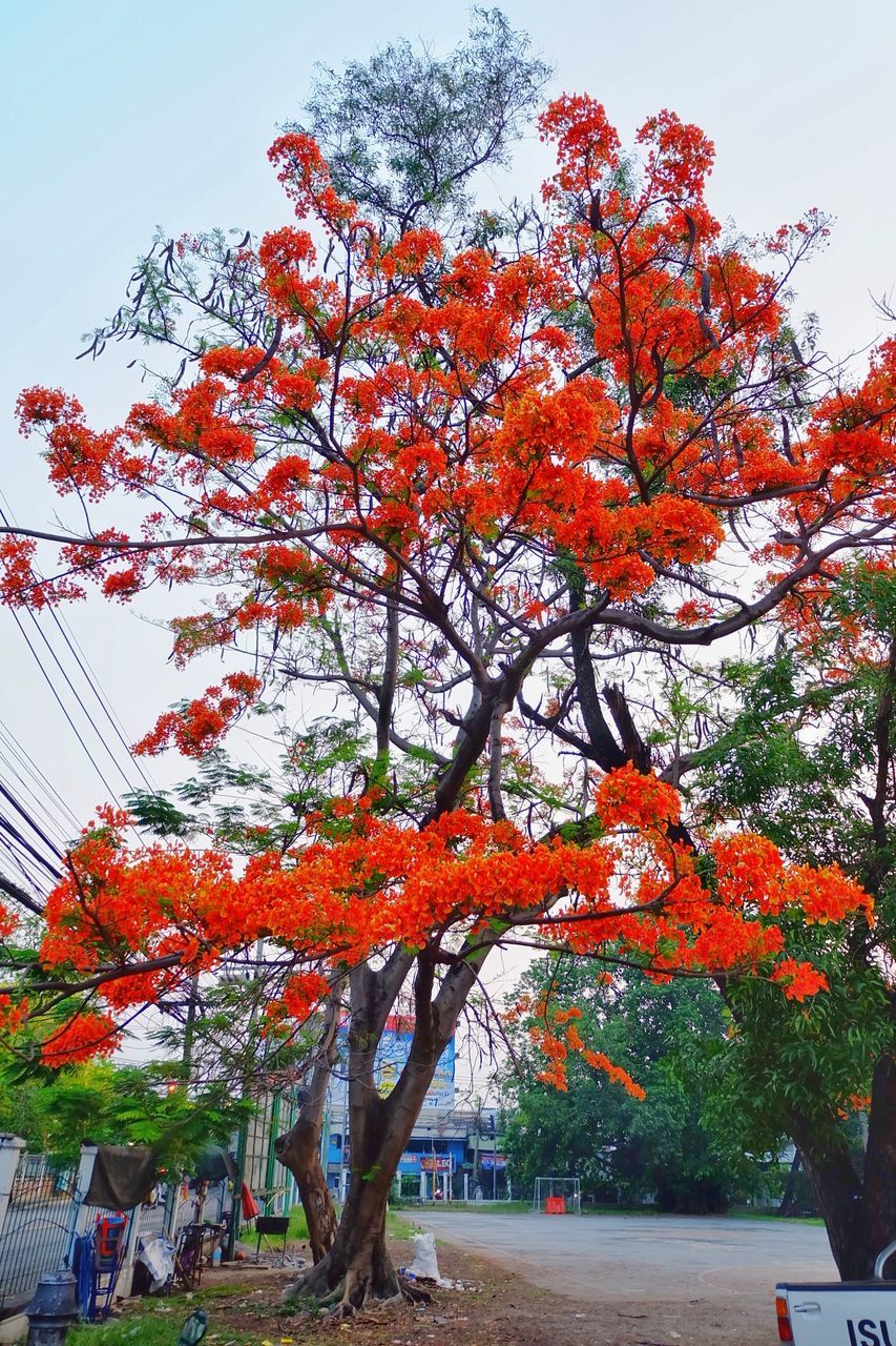 Autumn tree against sky