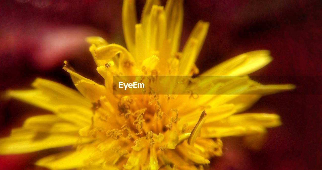 Close-up of yellow flowering plant