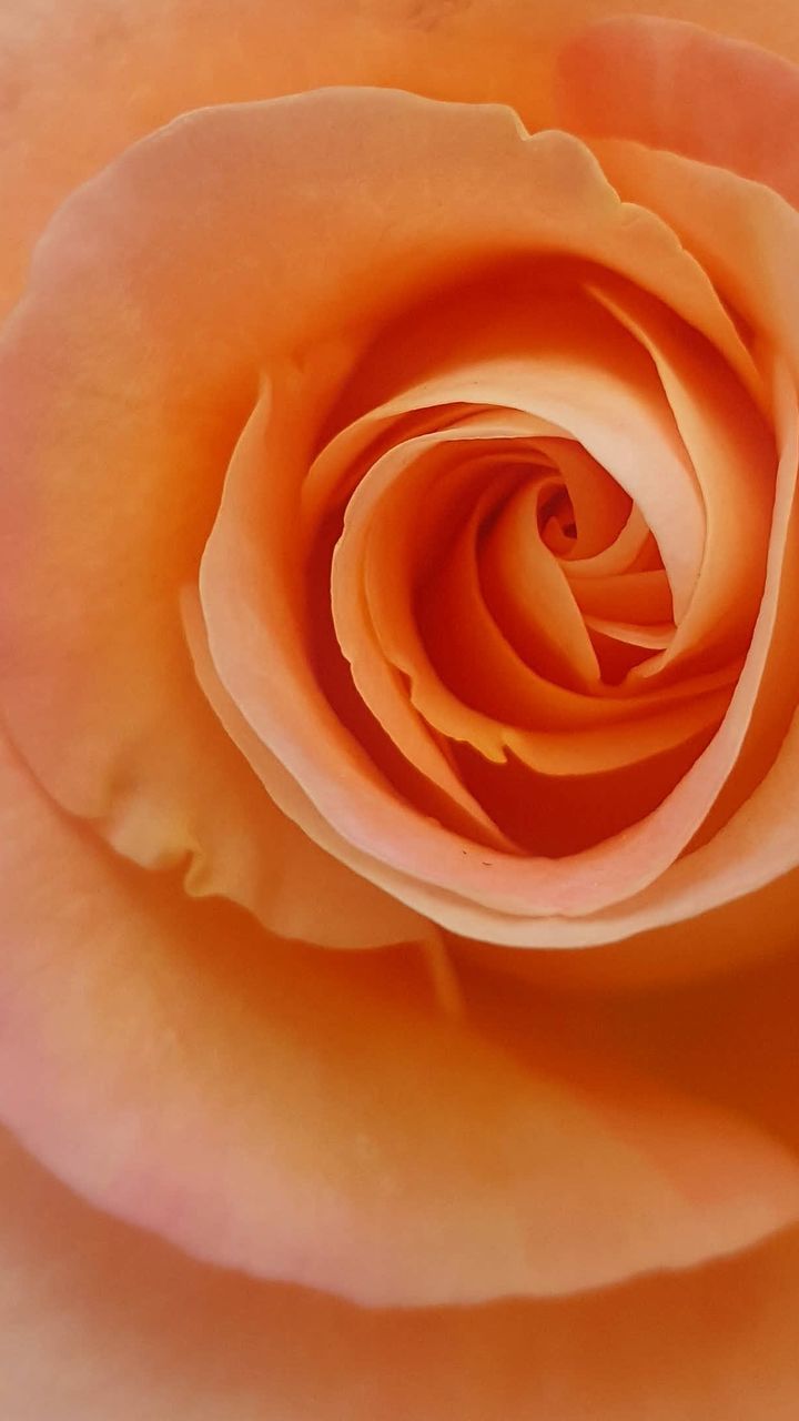 CLOSE-UP OF ROSE BLOOMING OUTDOORS