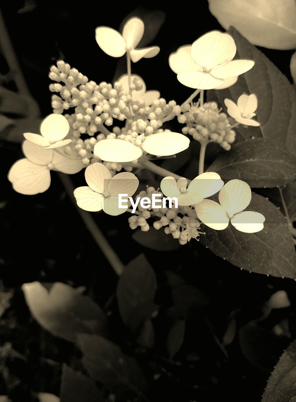 Close-up of flowers