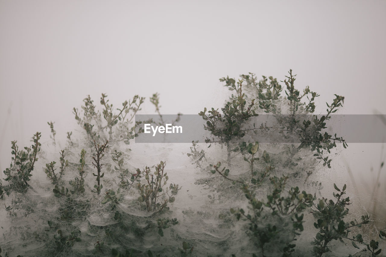 TREES AGAINST SKY IN WINTER