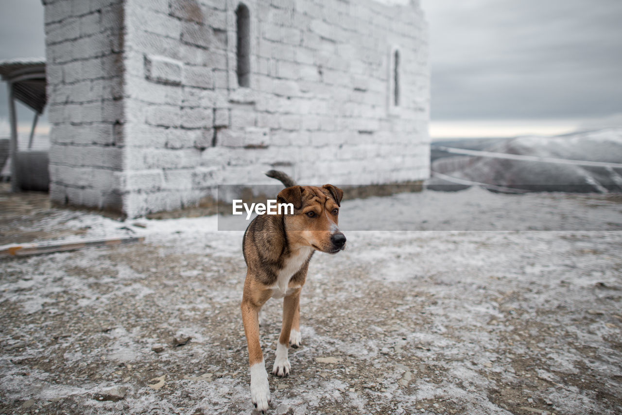 Dog standing on snow against sky