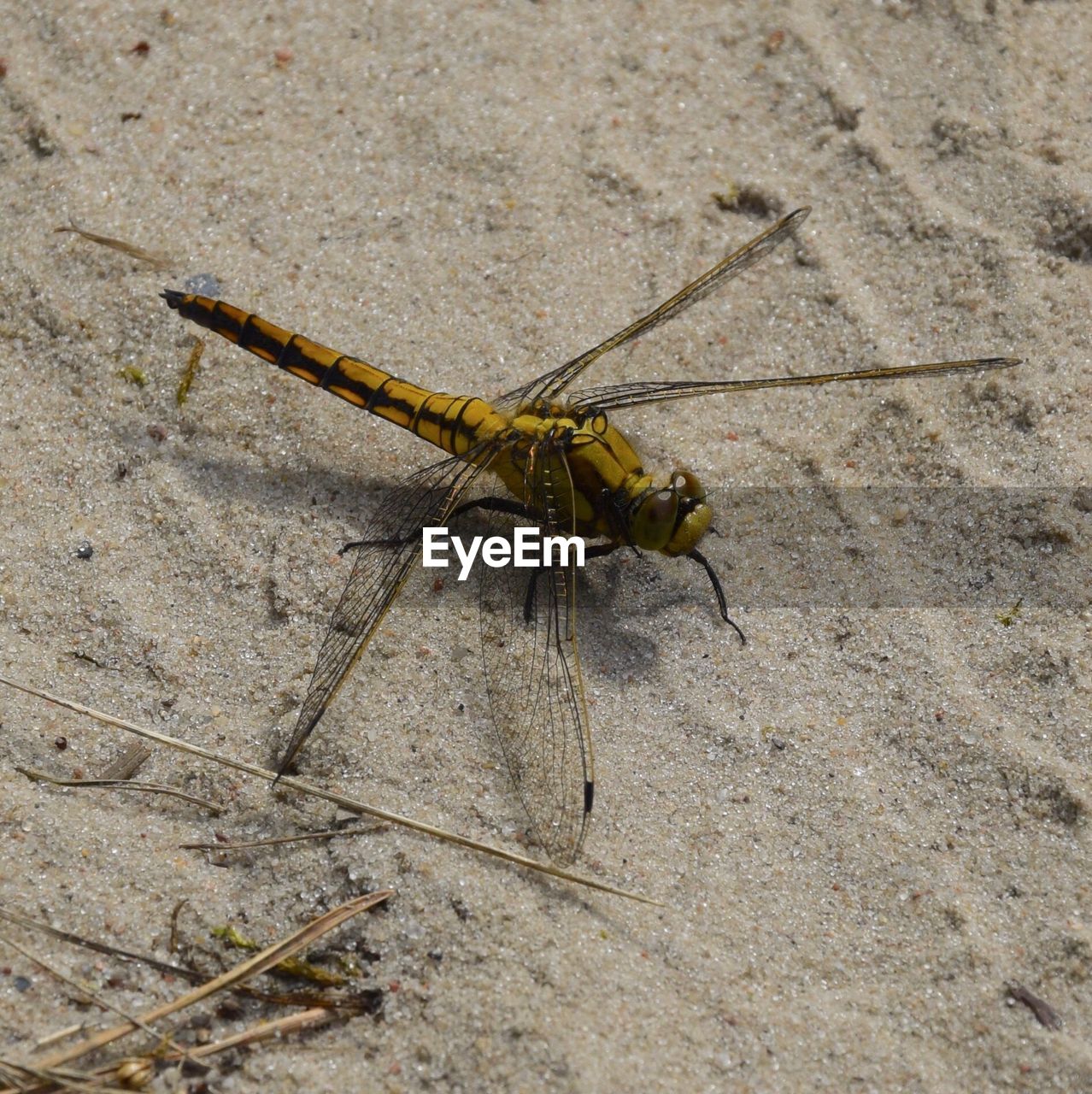 CLOSE-UP OF INSECT ON GROUND