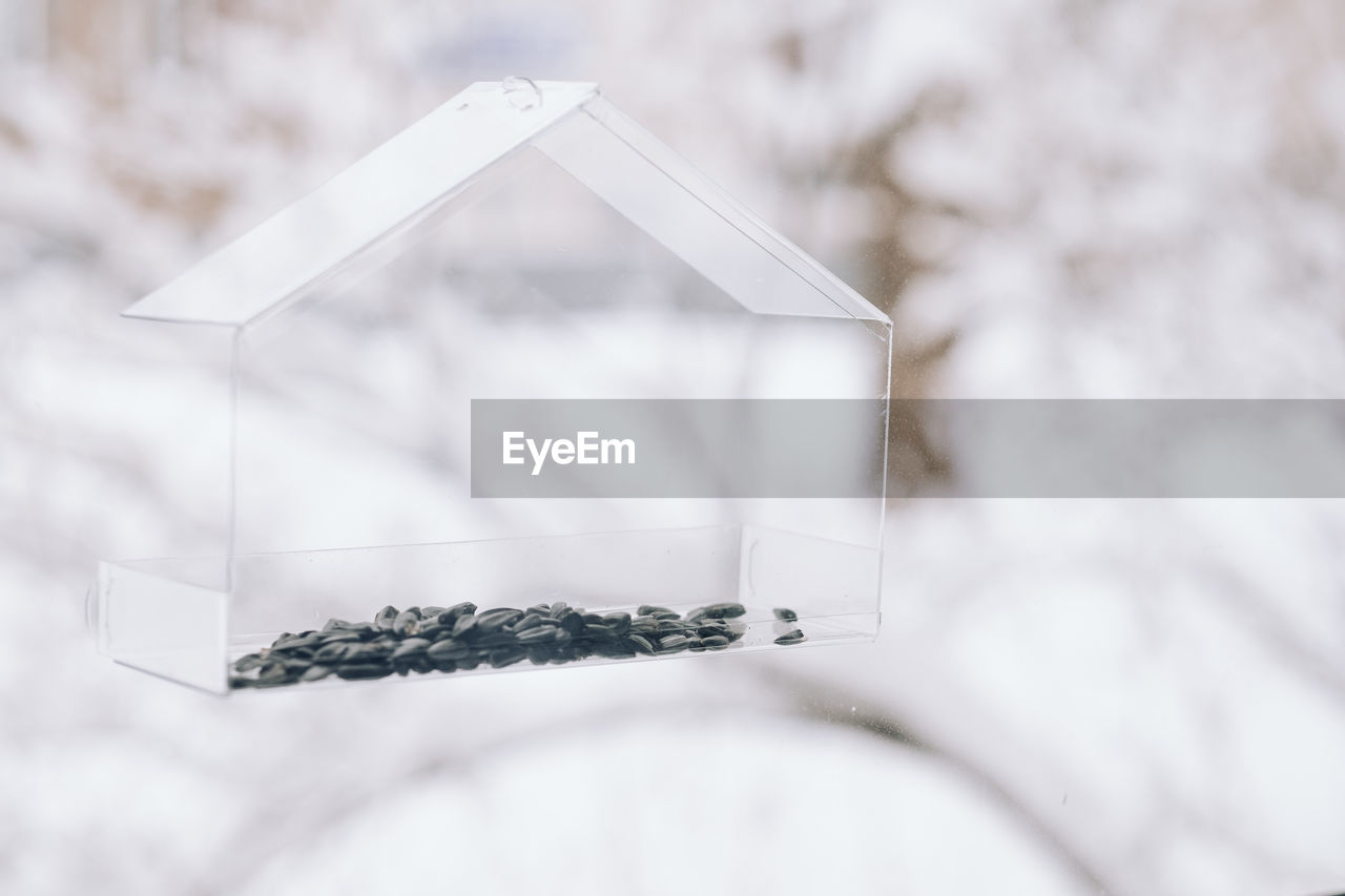 white, winter, snow, no people, nature, cold temperature, fashion accessory, plant, focus on foreground, close-up, outdoors, tree, jewellery, shape