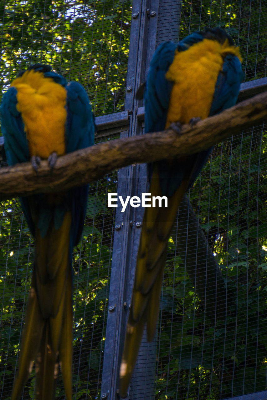 LOW ANGLE VIEW OF PARROT IN CAGE