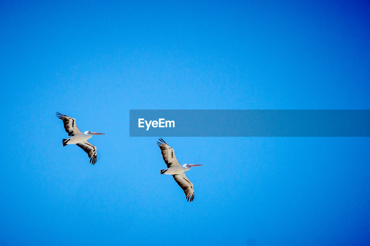 LOW ANGLE VIEW OF SEAGULLS FLYING AGAINST CLEAR BLUE SKY