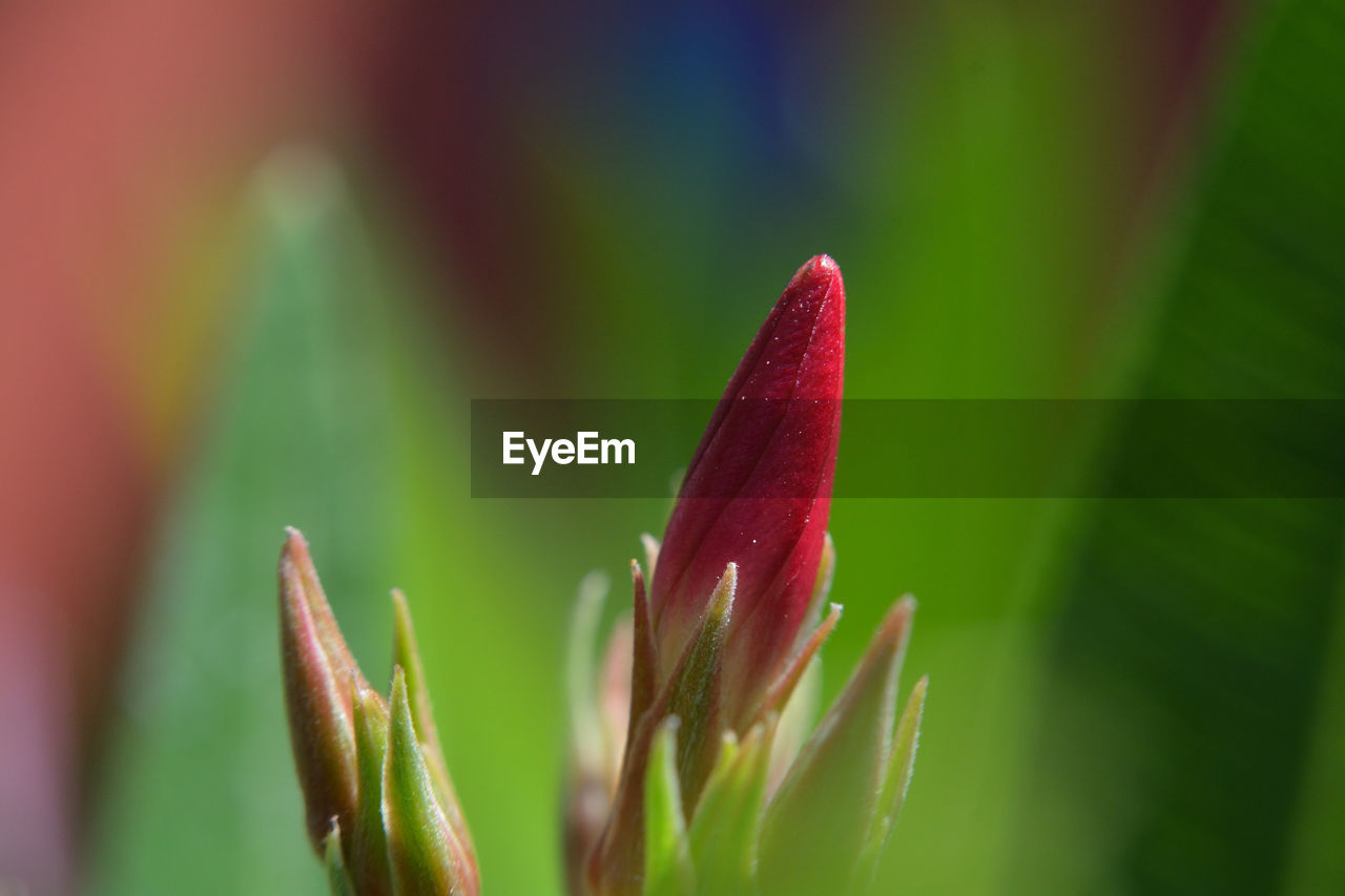 Close-up of red flower