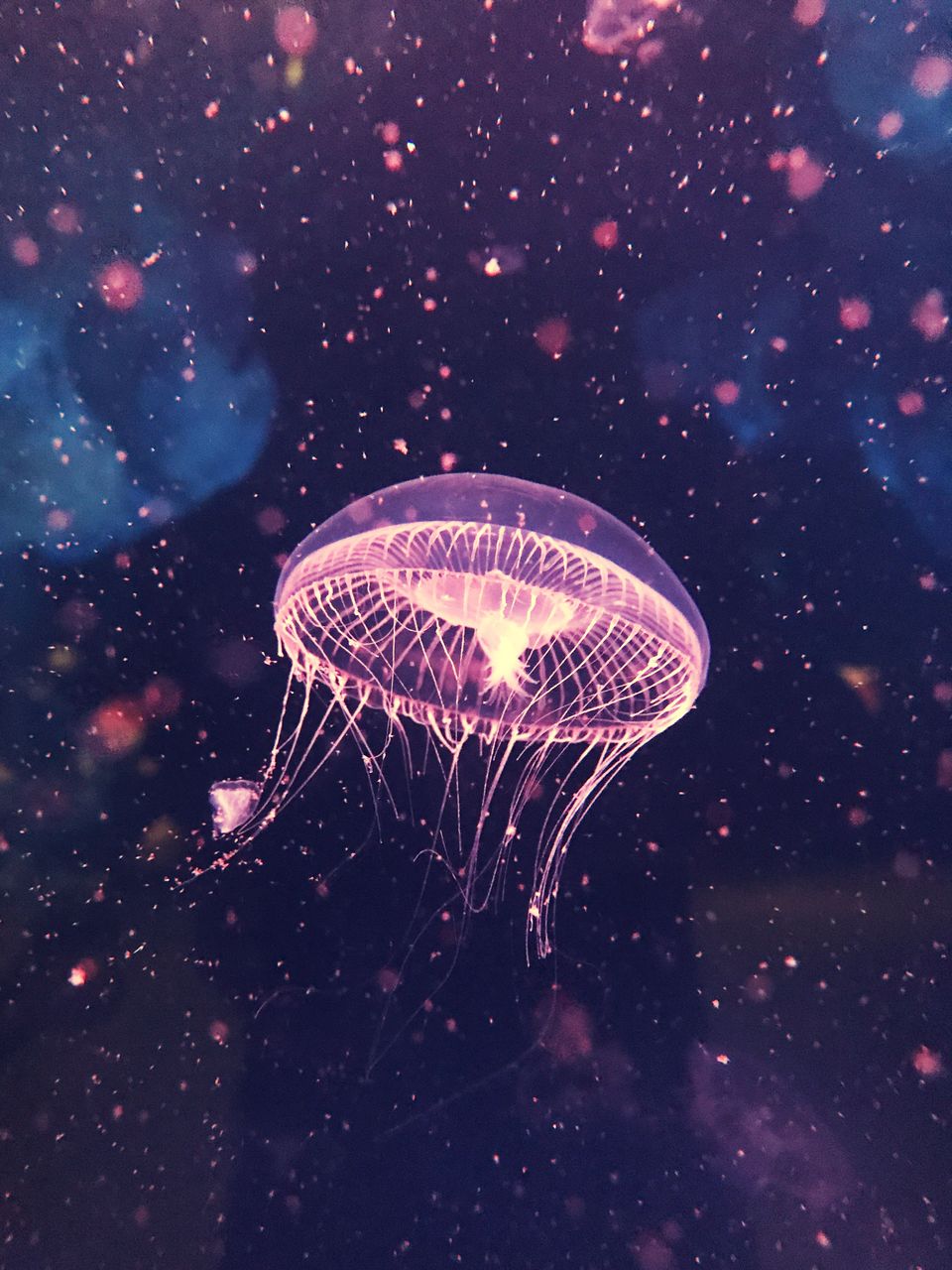 Jellyfish swimming undersea